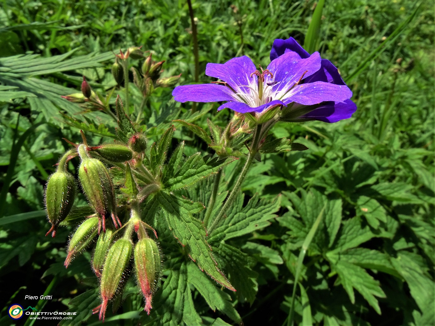 56  Geranyum phaeum (Geranio stellato) .JPG